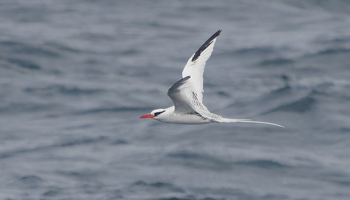 Red-billed Tropicbird - ML642933458