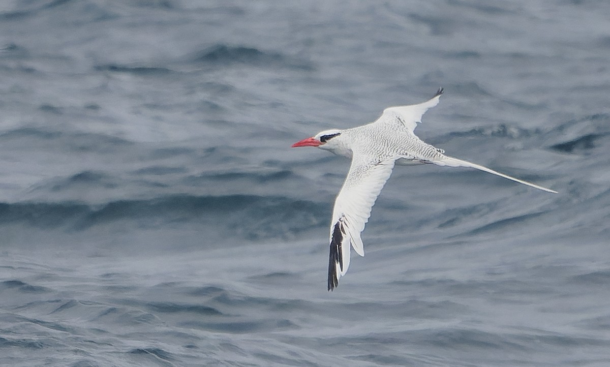 Red-billed Tropicbird - ML642933459