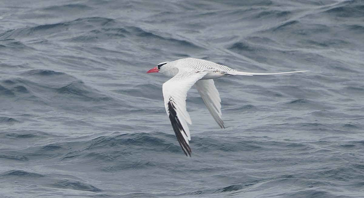 Red-billed Tropicbird - ML642933460