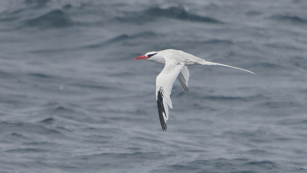 Red-billed Tropicbird - ML642933461