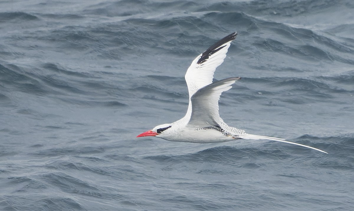 Red-billed Tropicbird - ML642933463