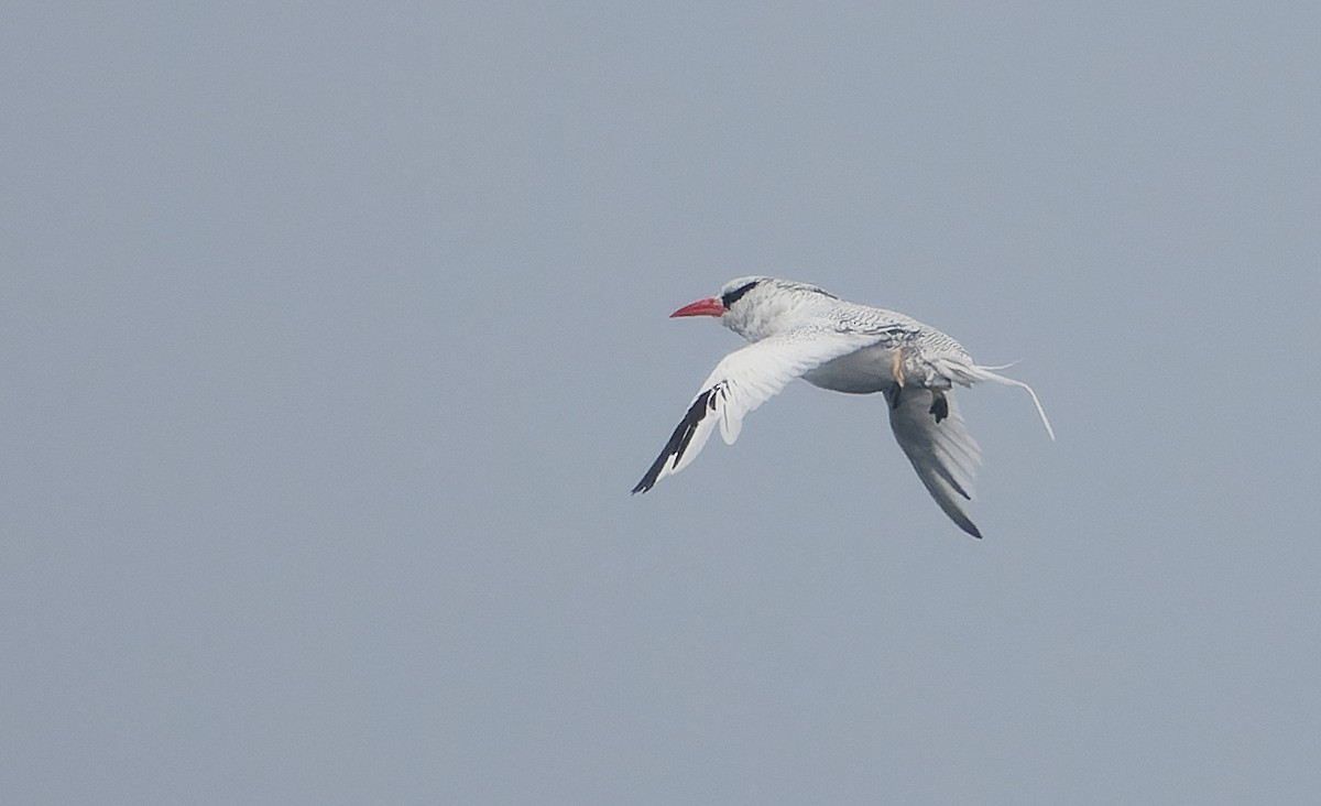 Red-billed Tropicbird - ML642933464