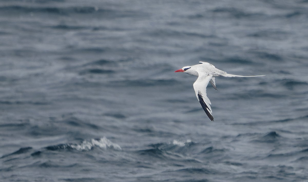 Red-billed Tropicbird - ML642933465