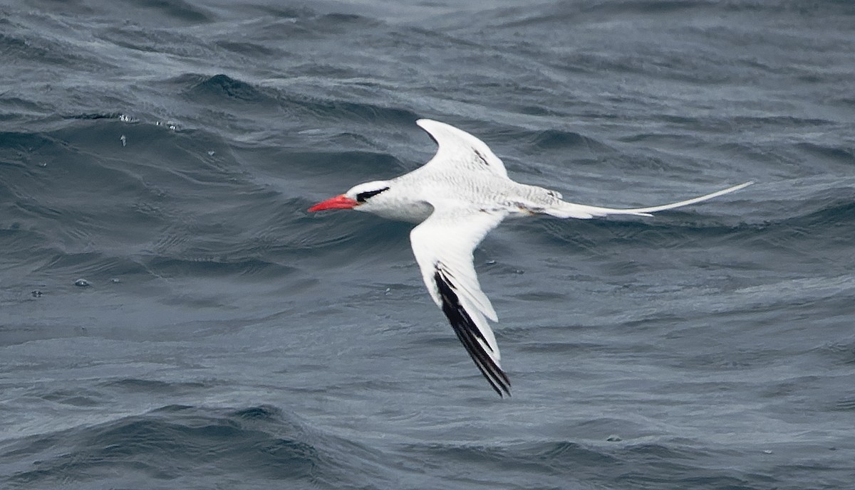 Red-billed Tropicbird - ML642933466