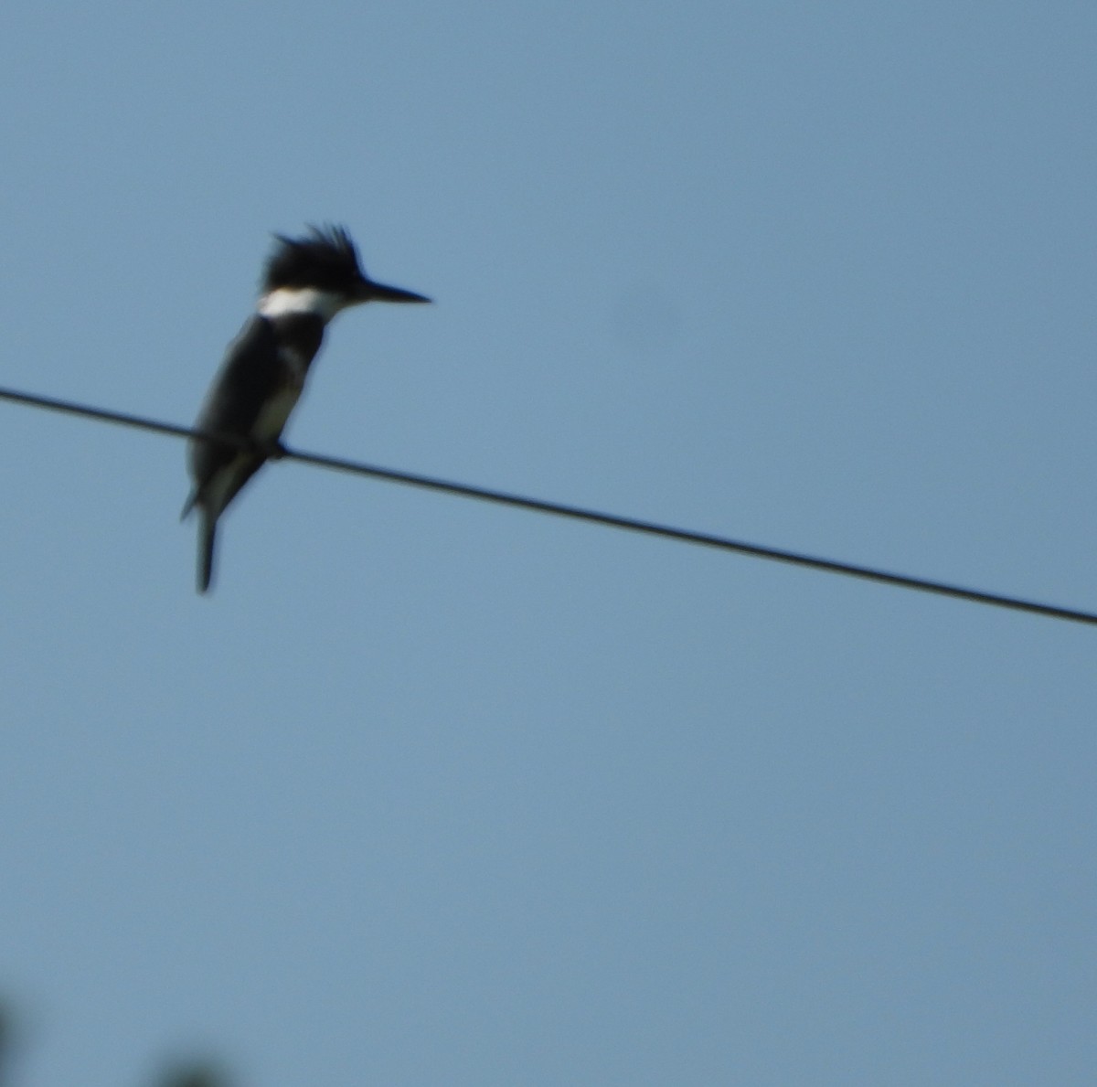Belted Kingfisher - ML642933471