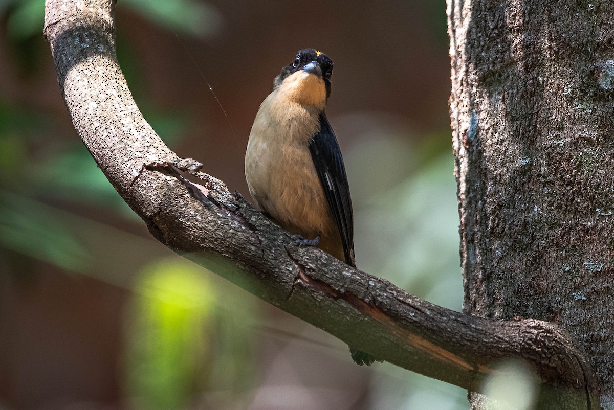Black-goggled Tanager - ML642933474