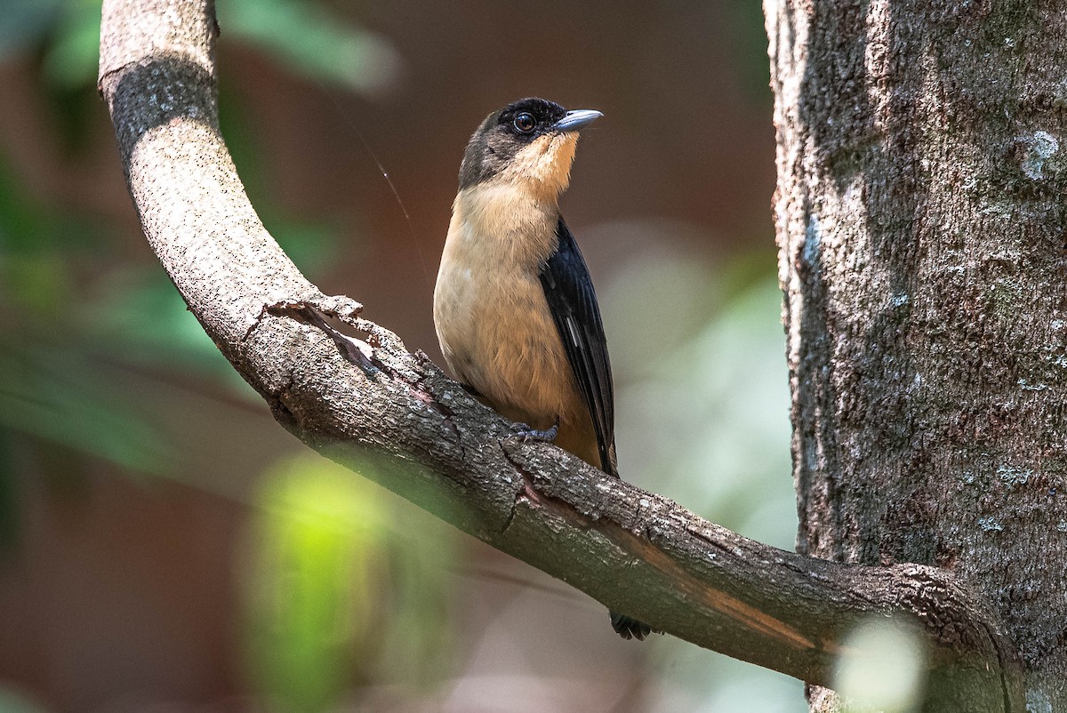 Black-goggled Tanager - ML642933475