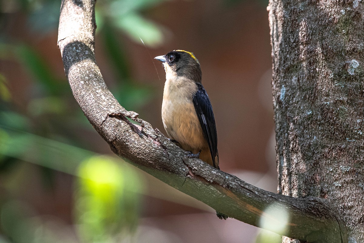 Black-goggled Tanager - ML642933476