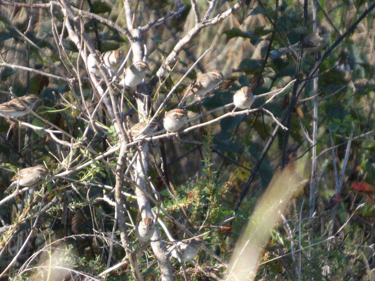 Chipping Sparrow - ML642933478