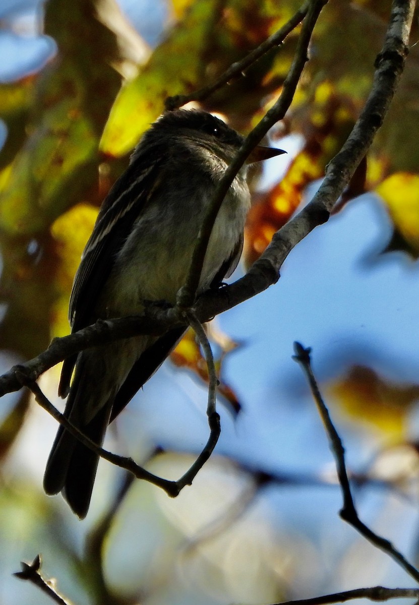 Eastern Wood-Pewee - ML642933491