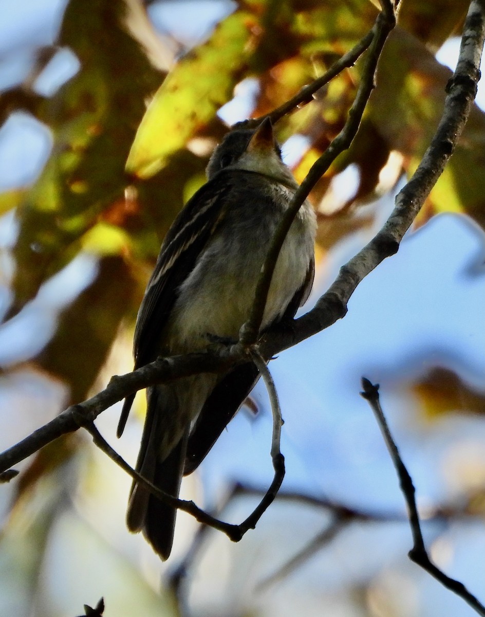 Eastern Wood-Pewee - ML642933492