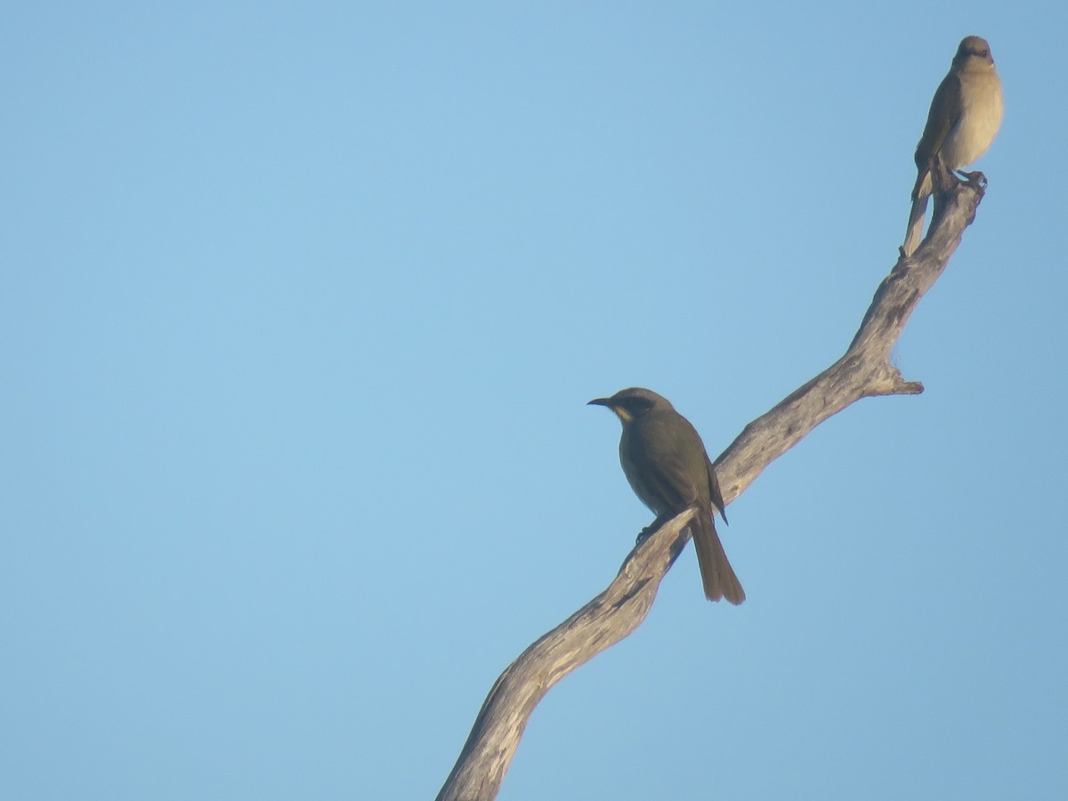 Purple-gaped Honeyeater - ML642933497