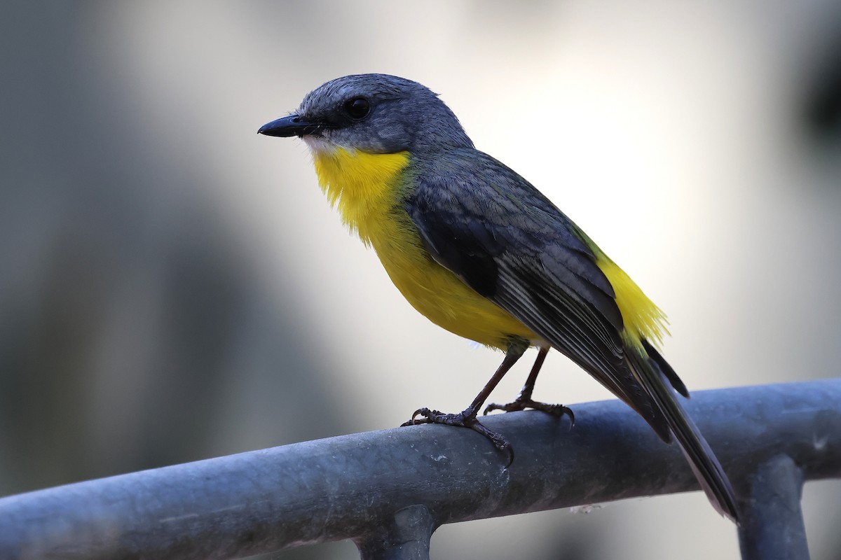 Eastern Yellow Robin - ML642933500