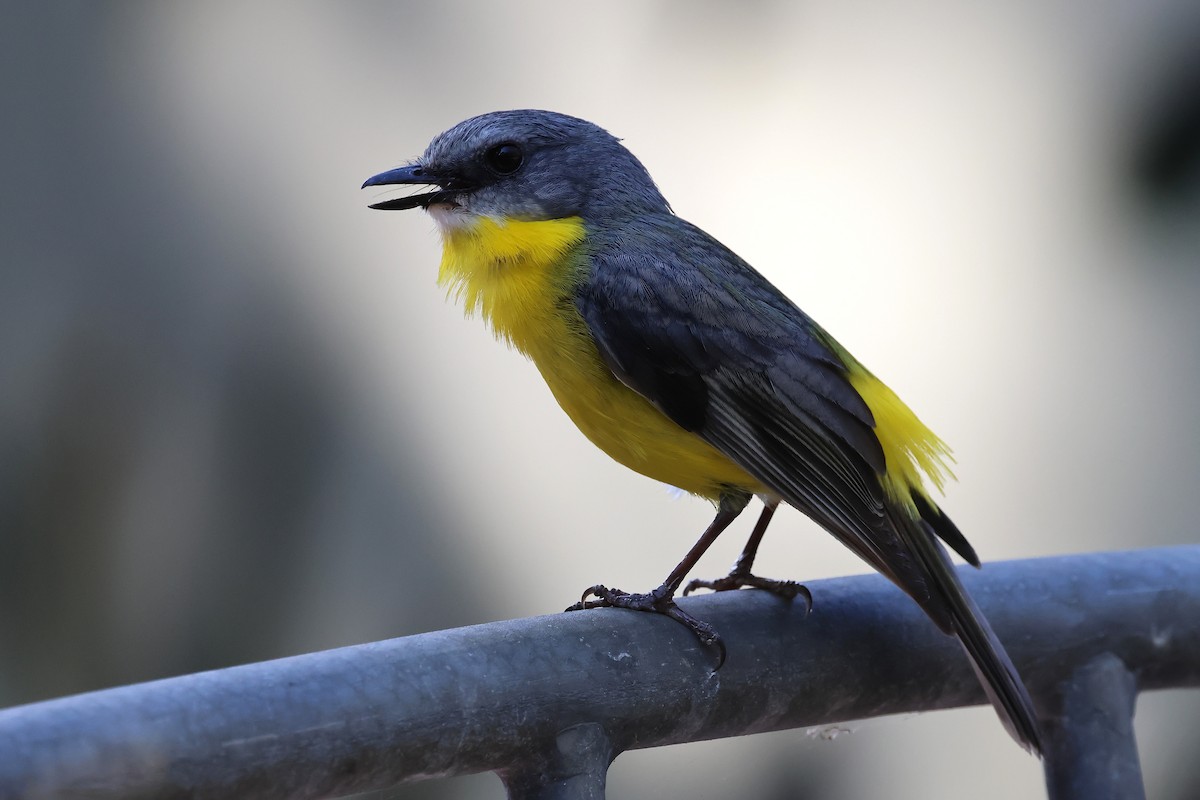 Eastern Yellow Robin - ML642933501