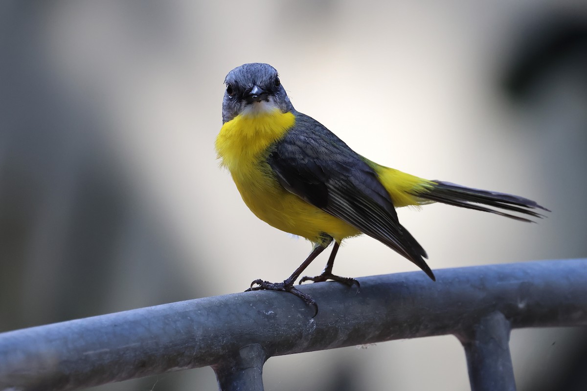 Eastern Yellow Robin - ML642933502