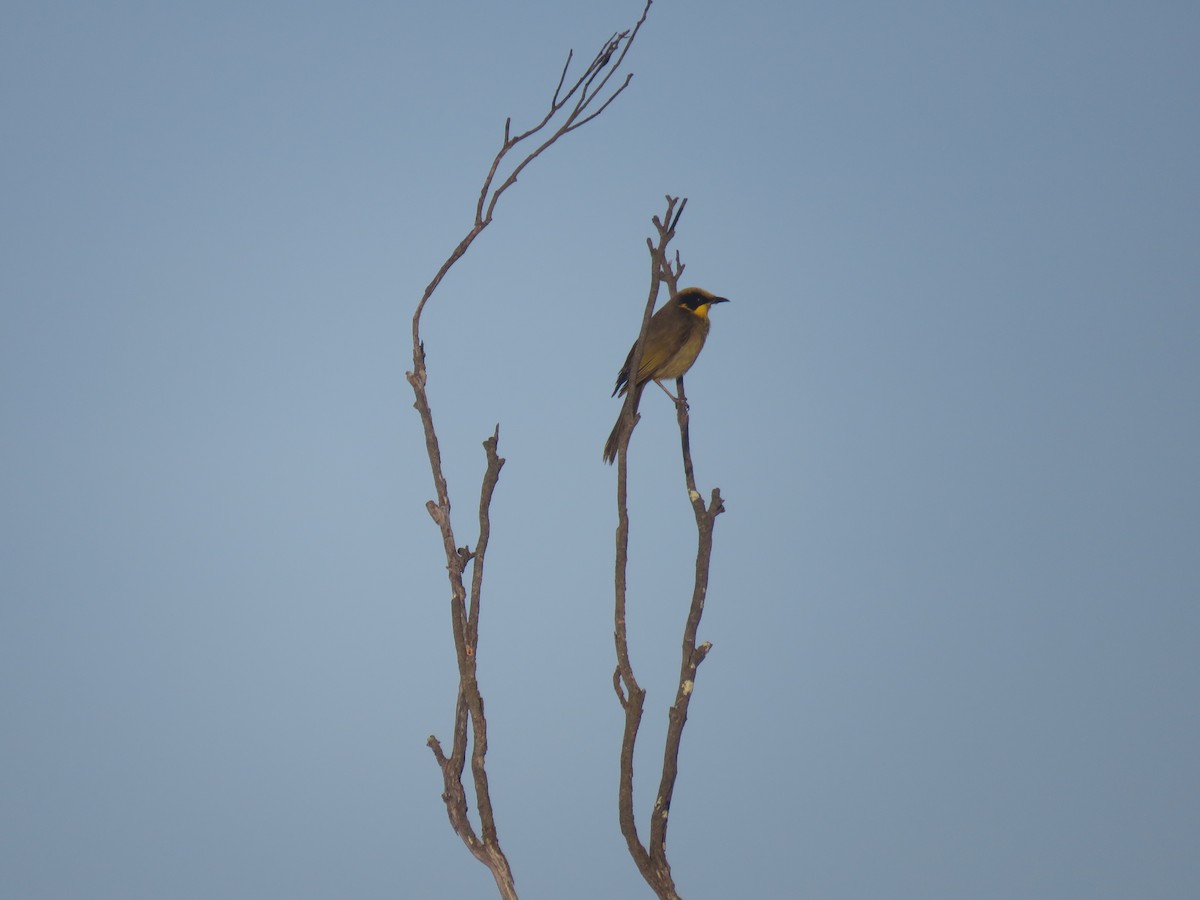Yellow-tufted Honeyeater - ML642933514