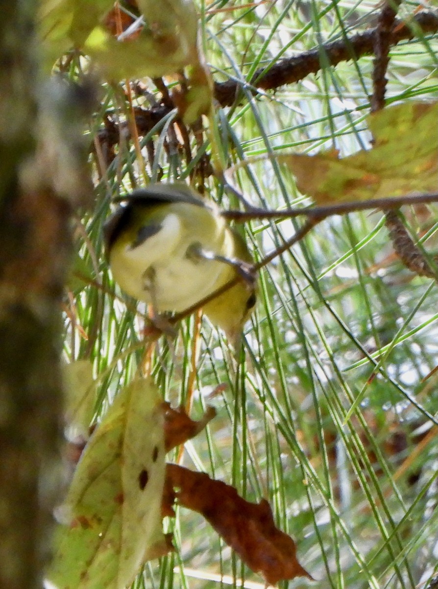 Tennessee Warbler - ML642933532