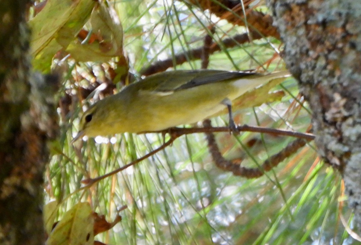 Tennessee Warbler - ML642933533
