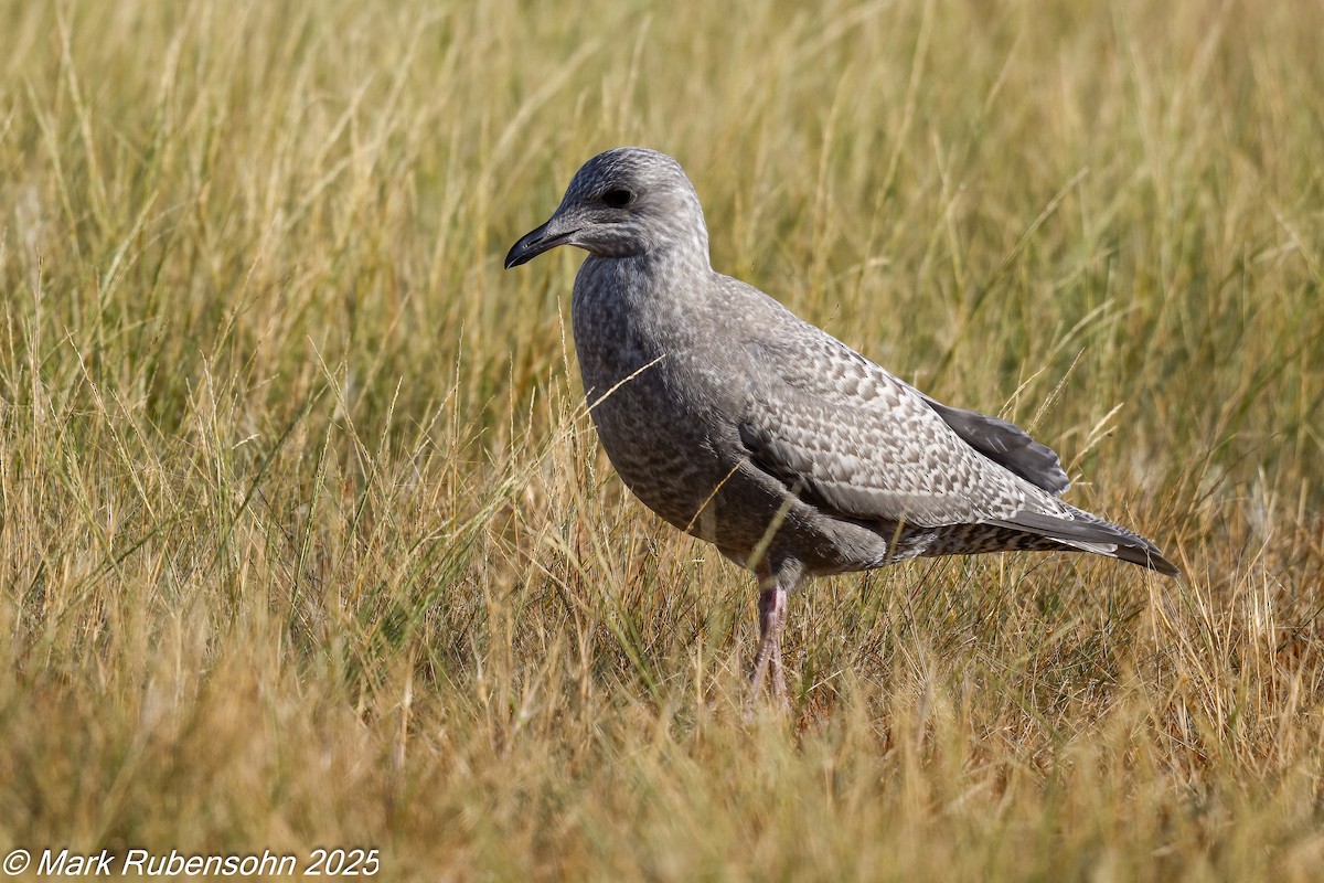racek polární (ssp. thayeri) - ML642933535