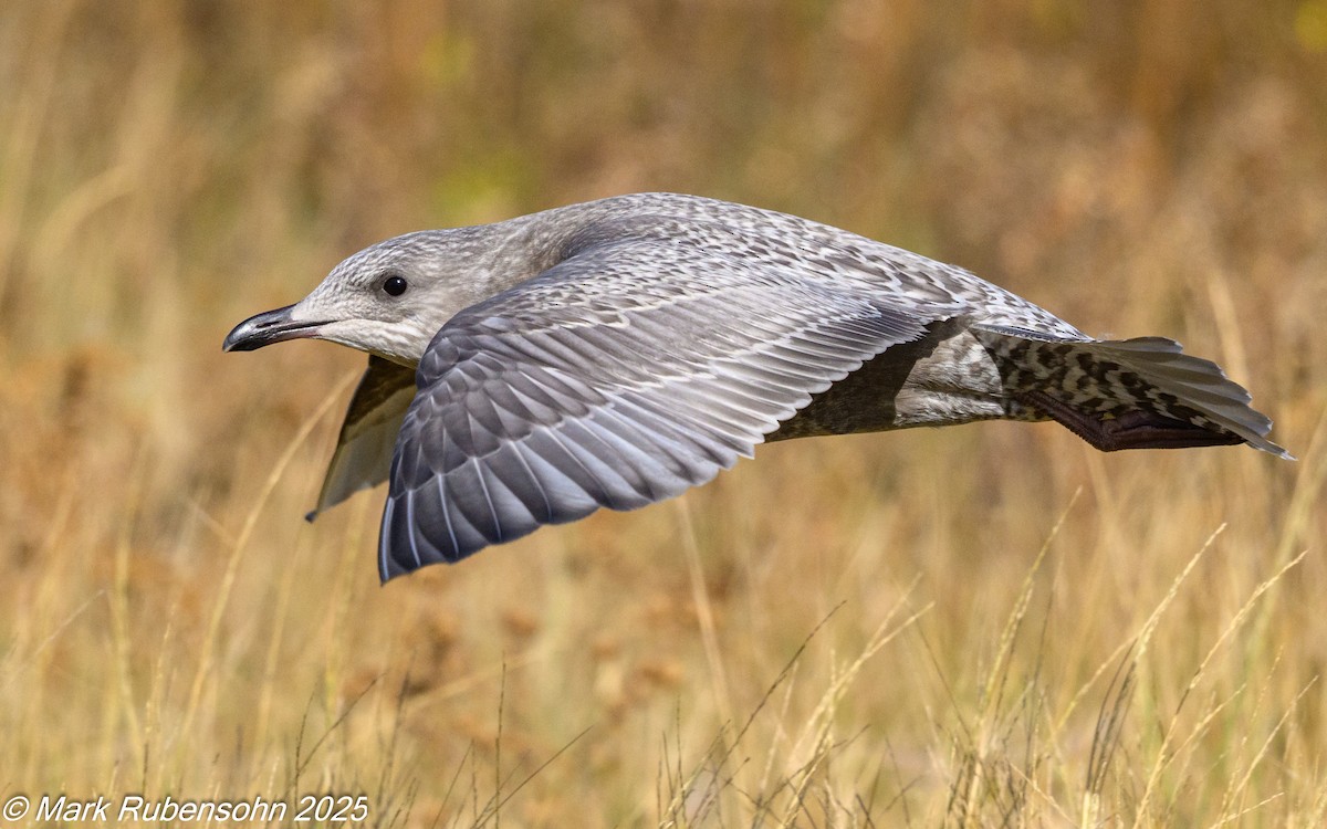 racek polární (ssp. thayeri) - ML642933536