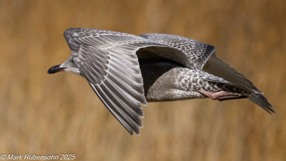 racek polární (ssp. thayeri) - ML642933537