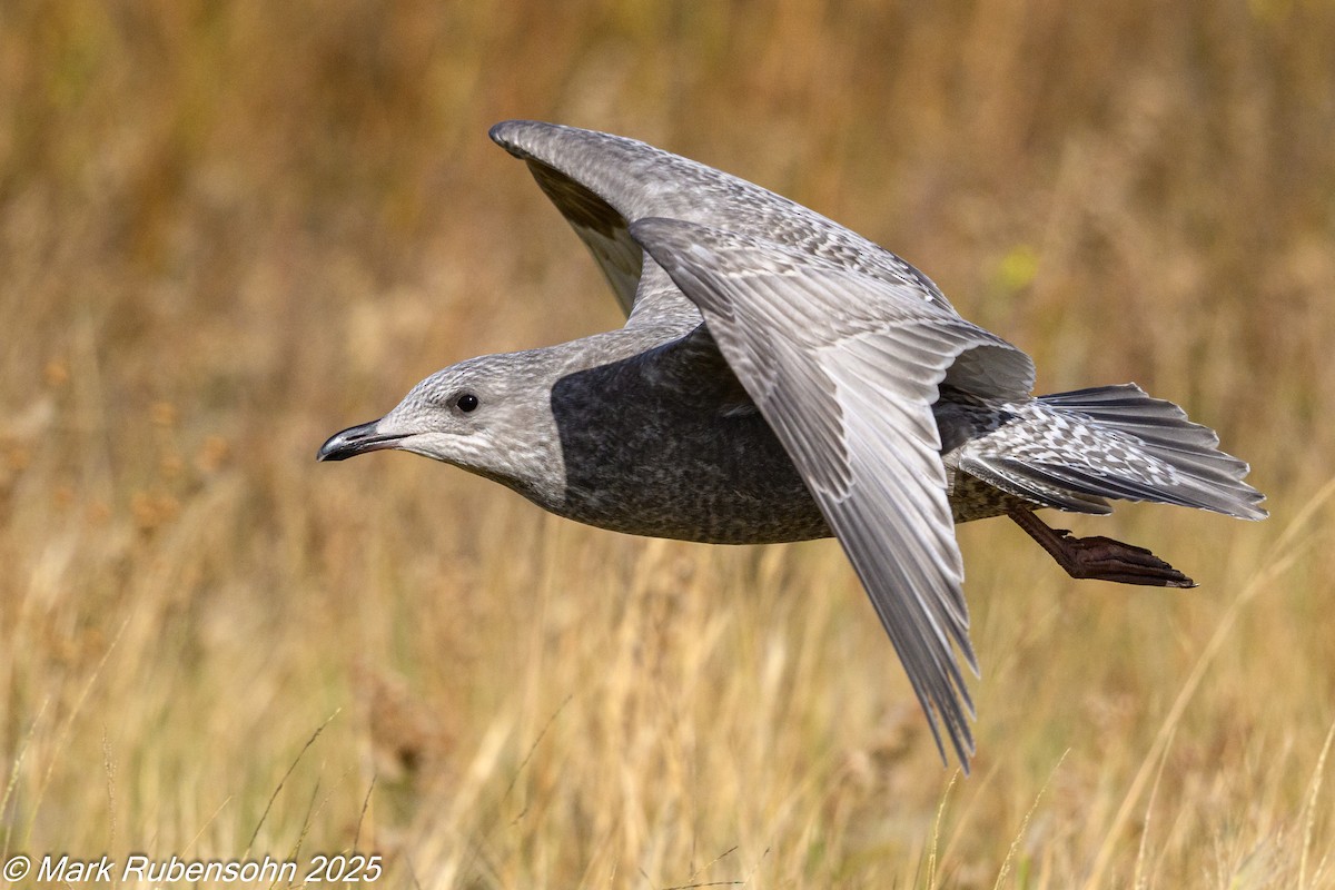 racek polární (ssp. thayeri) - ML642933538