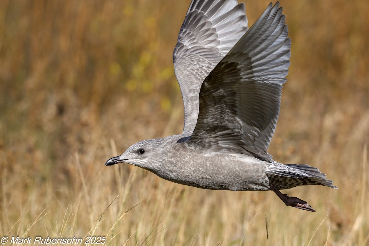 racek polární (ssp. thayeri) - ML642933540