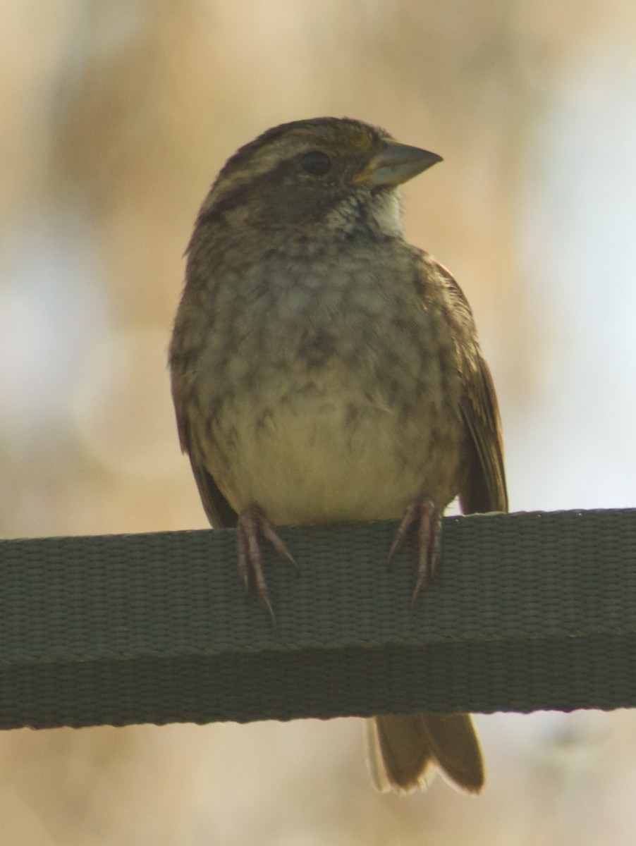 White-throated Sparrow - ML642933541