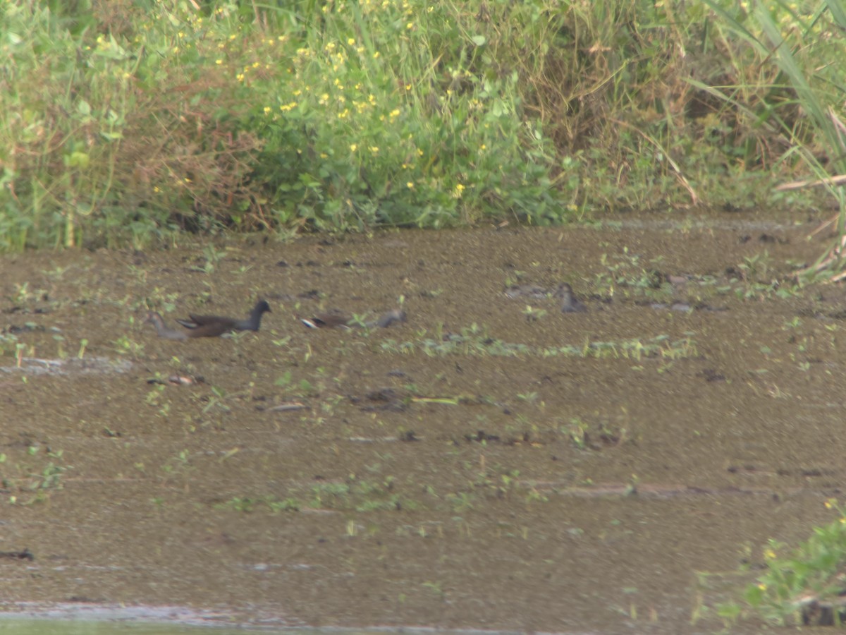 Common Gallinule - ML642933556