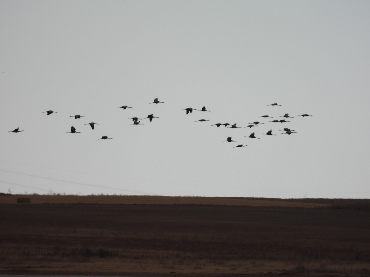 Common Crane - ML642933578