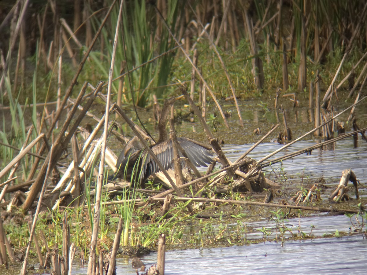 Anhinga - ML642933579
