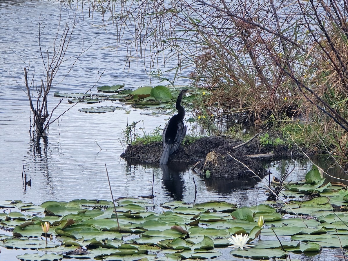 Anhinga - ML642933580