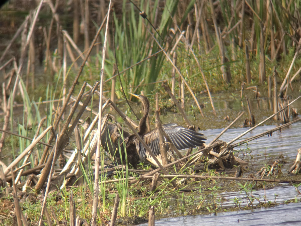 Anhinga - ML642933581