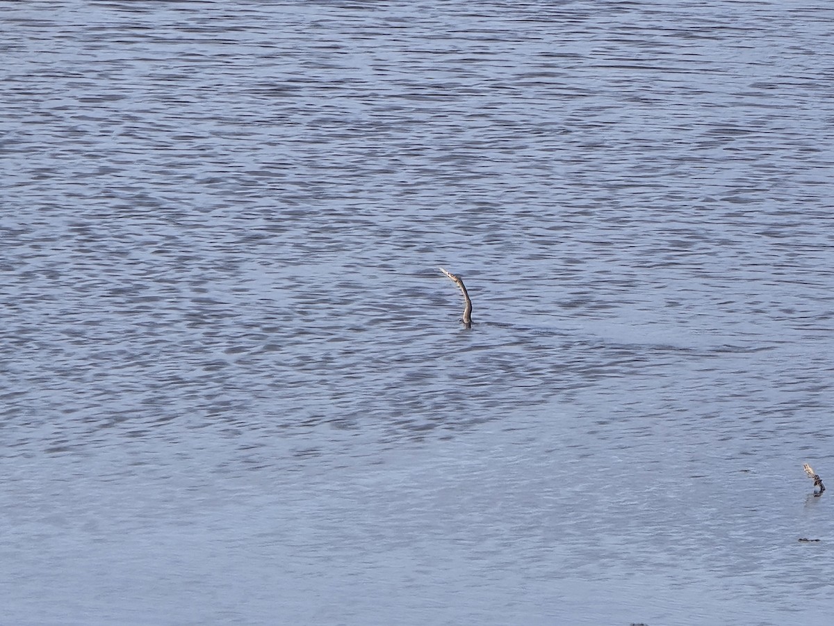 Anhinga - ML642933582