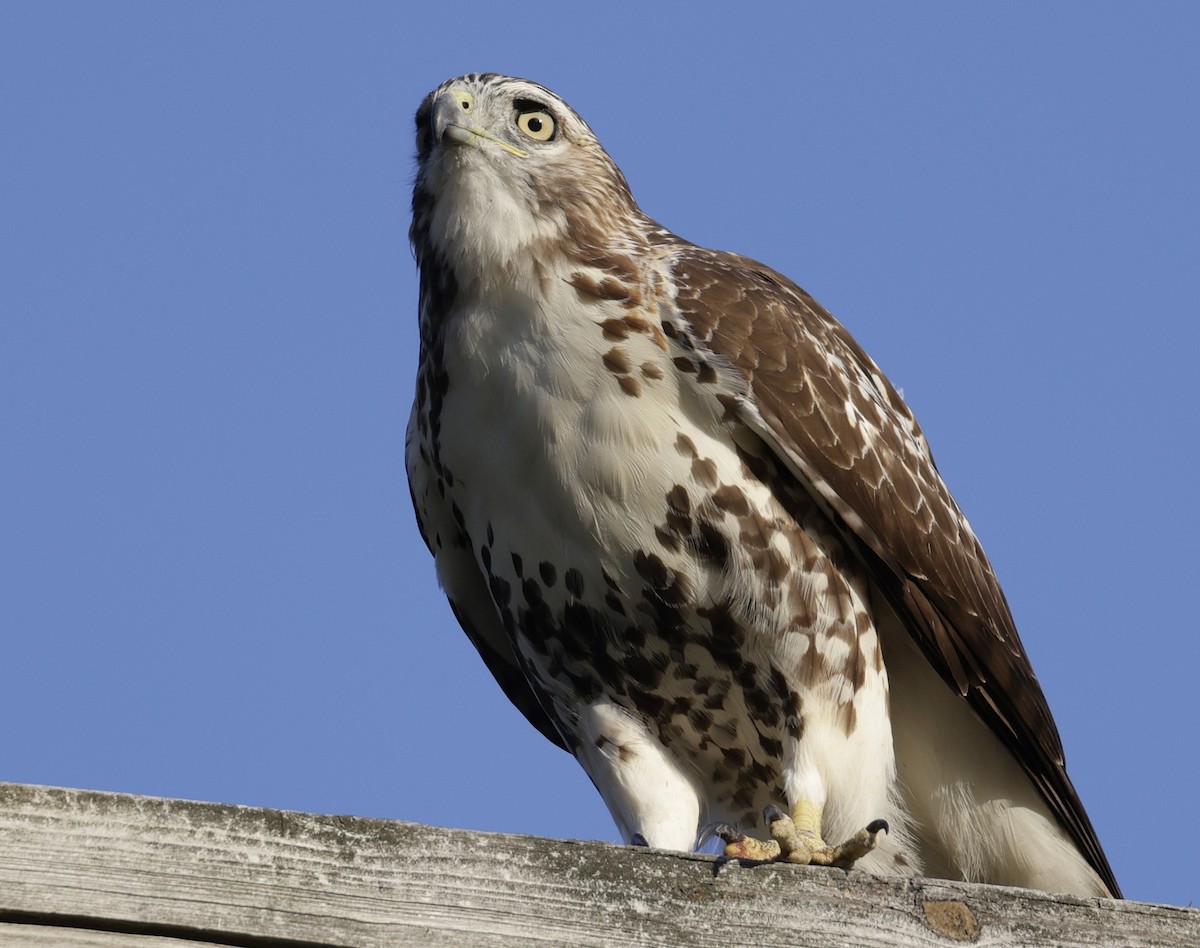 Red-tailed Hawk - ML642933583