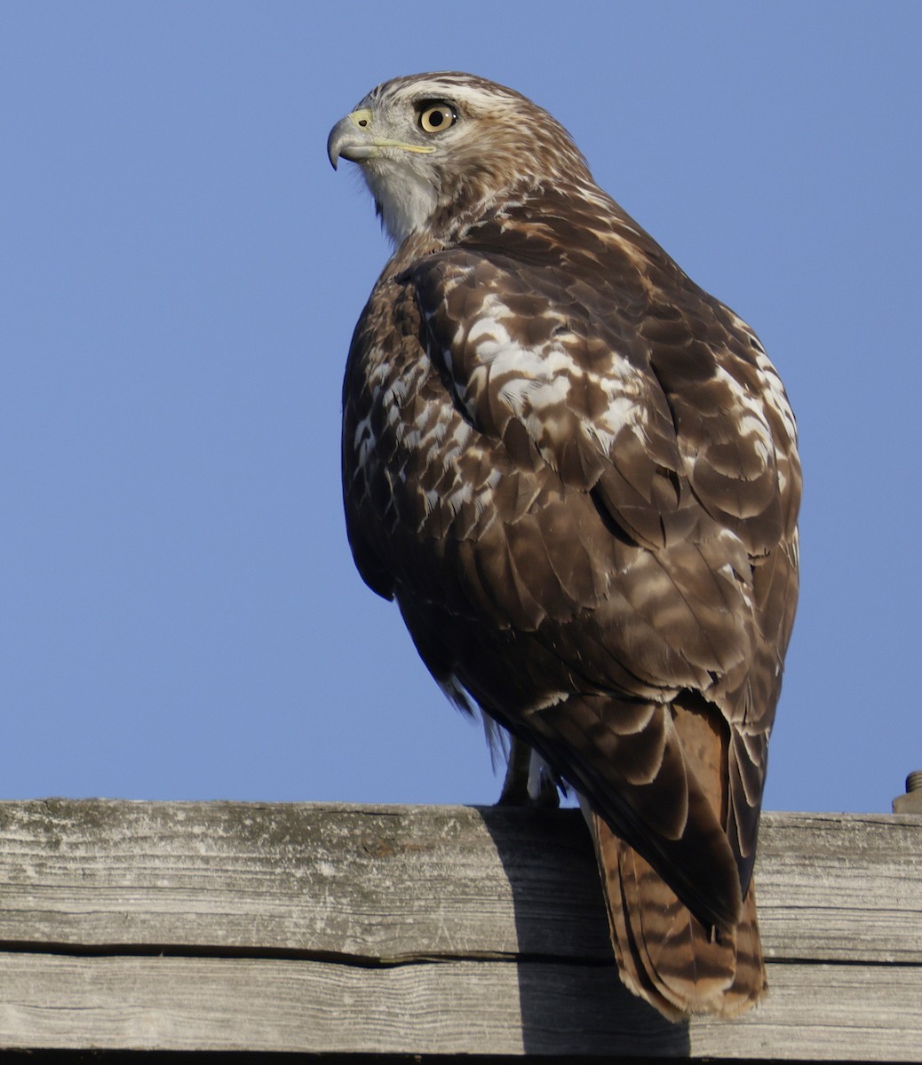 Red-tailed Hawk - ML642933584
