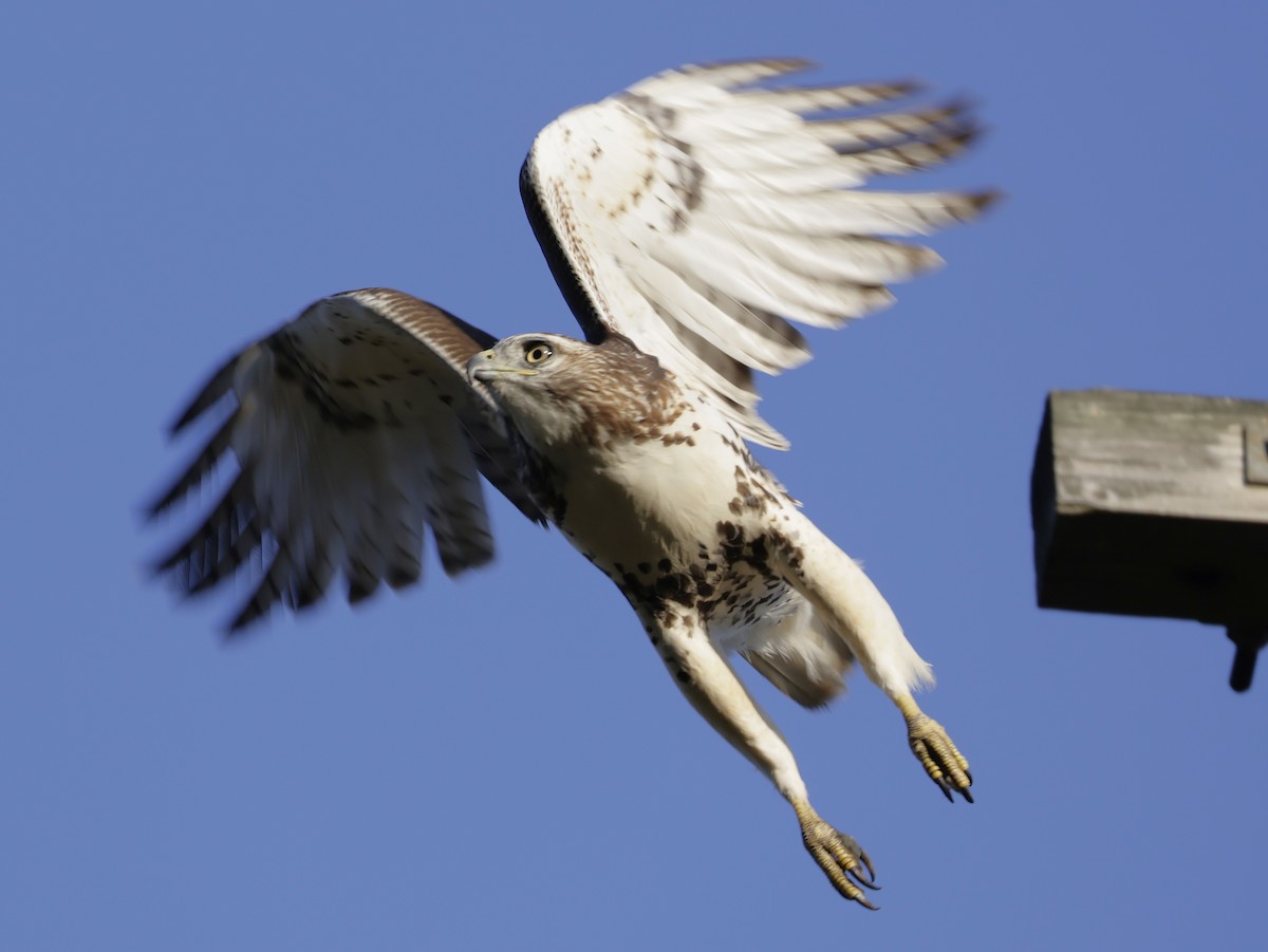Red-tailed Hawk - ML642933585