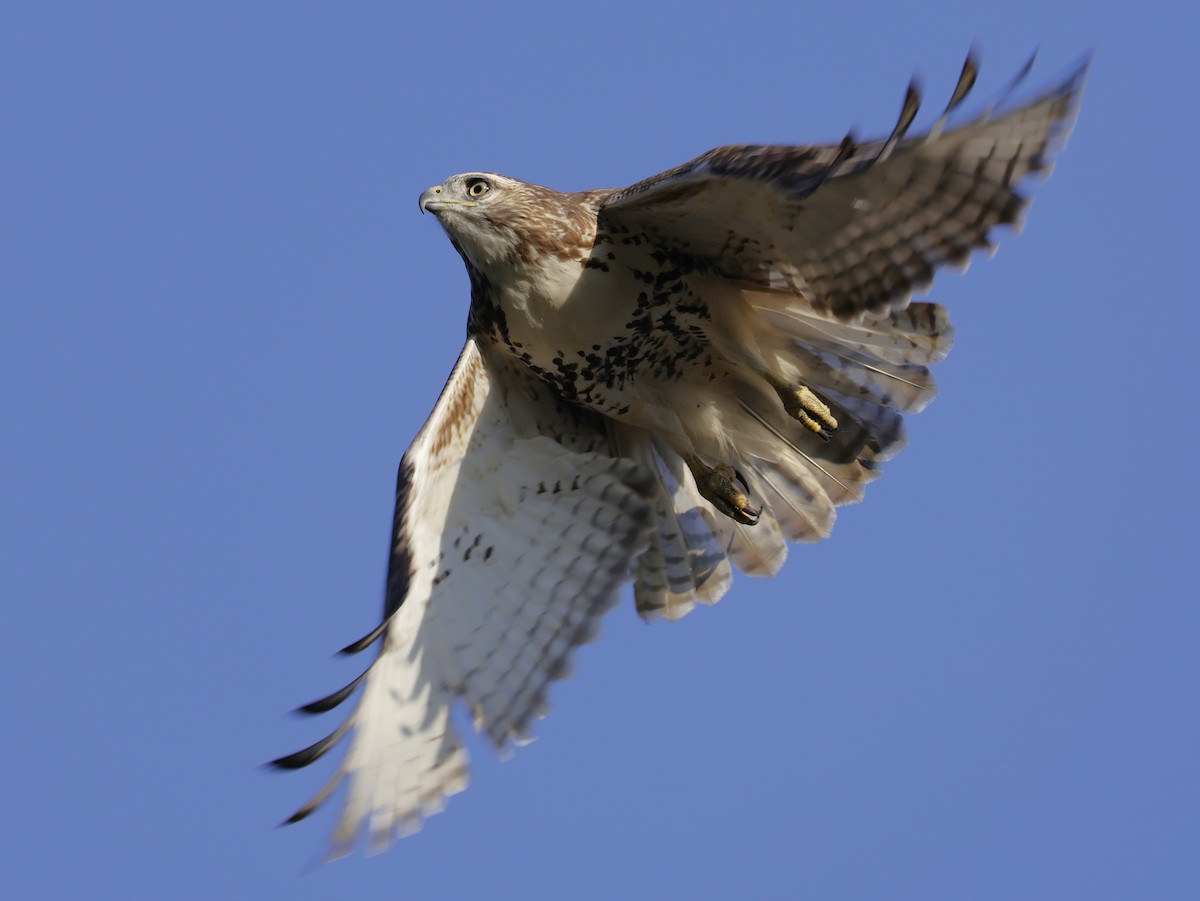 Red-tailed Hawk - ML642933586