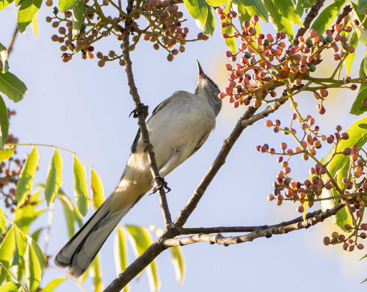 Northern Mockingbird - ML642933588
