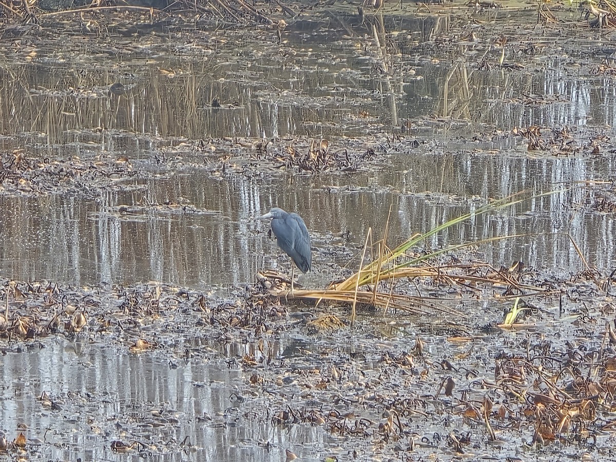 Little Blue Heron - ML642933590