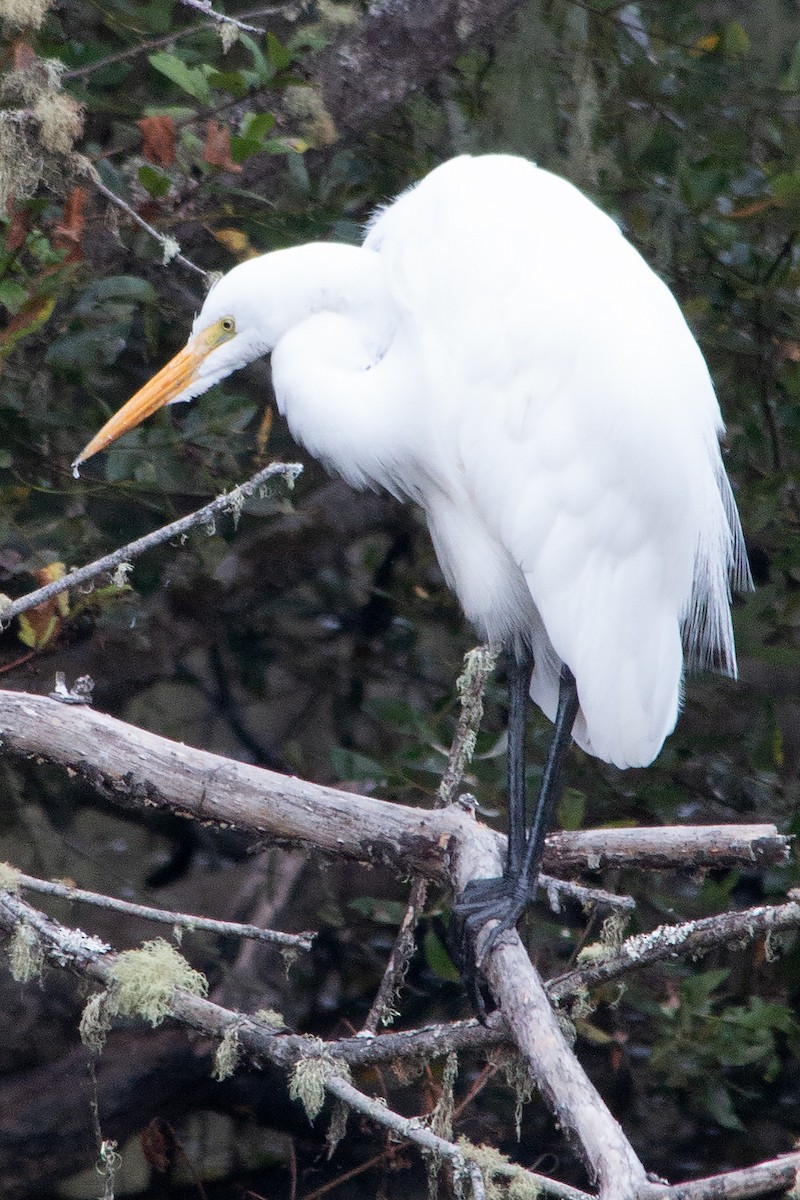 Great Egret - ML642933591