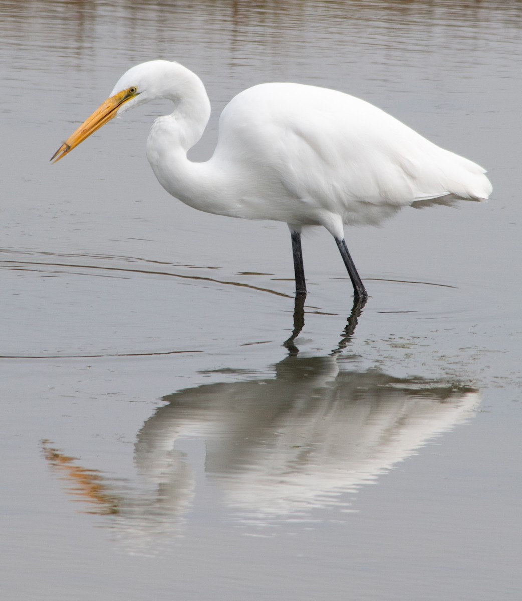 Great Egret - ML642933592