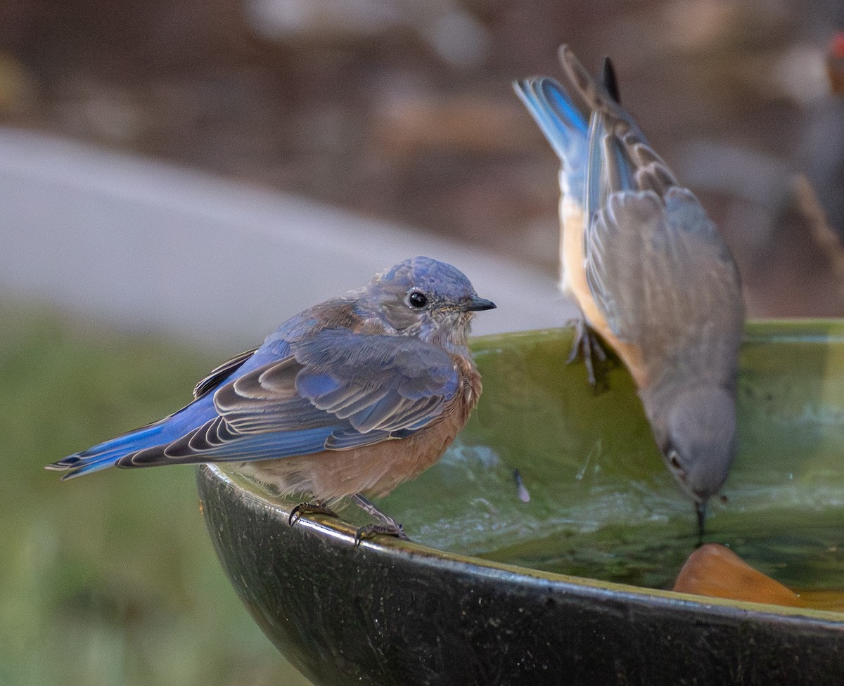 Western Bluebird - ML642933593