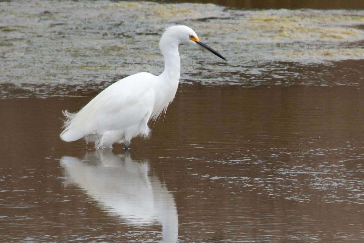Snowy Egret - ML642933594
