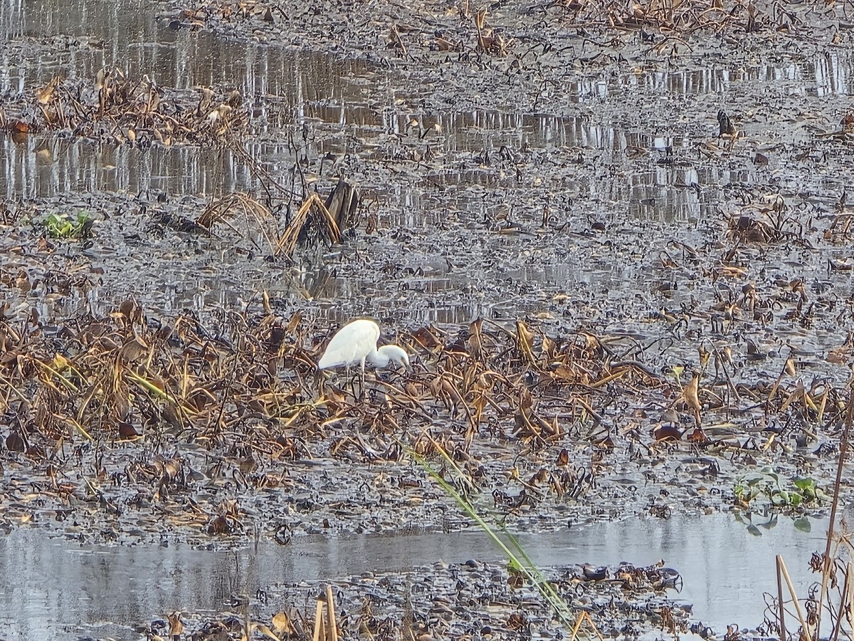Snowy Egret - ML642933595