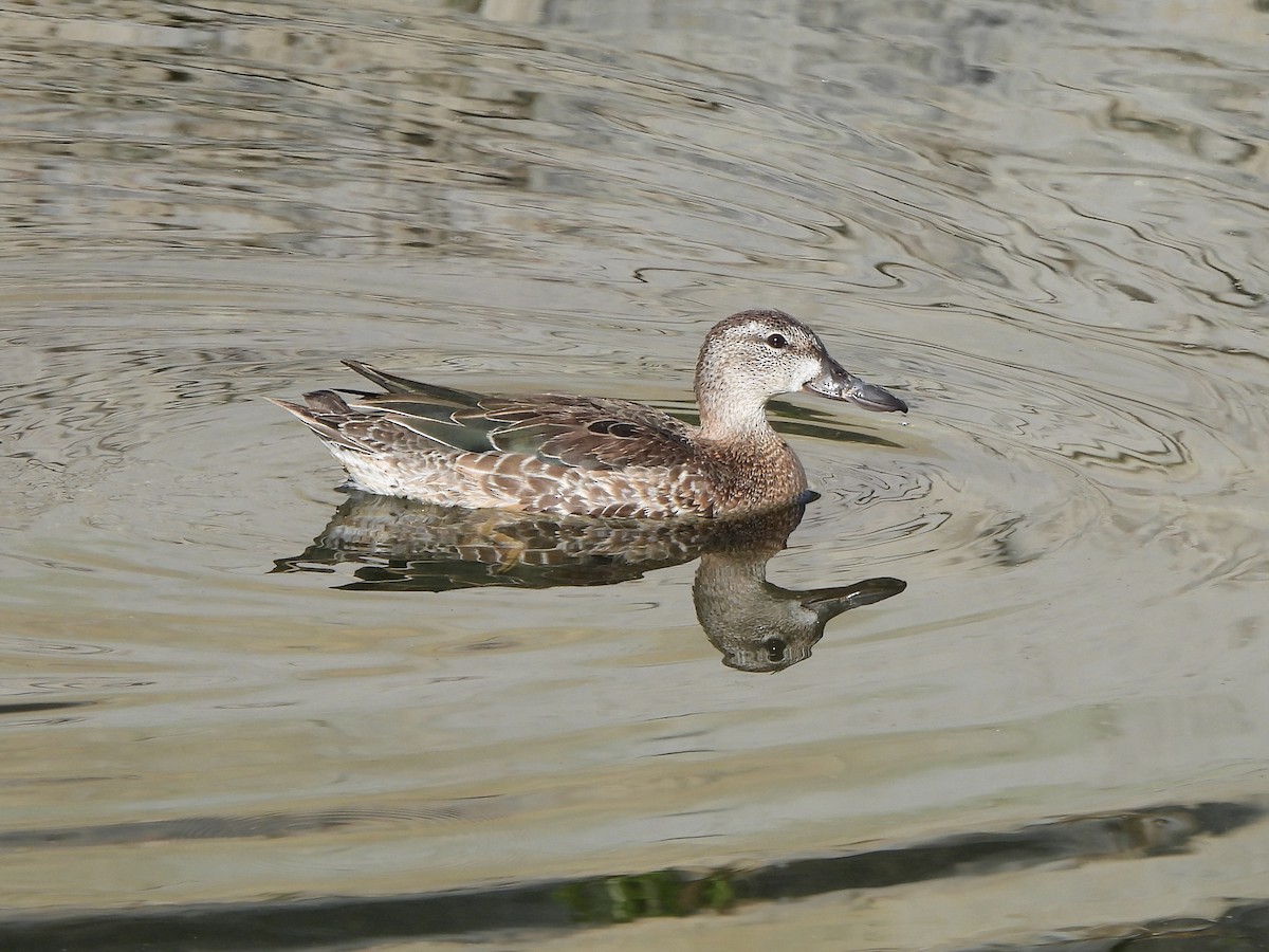 Blue-winged Teal - ML642933596