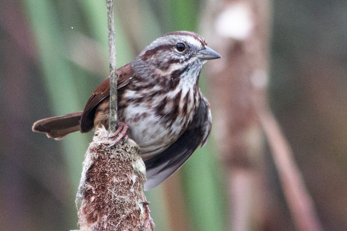 Song Sparrow - ML642933598