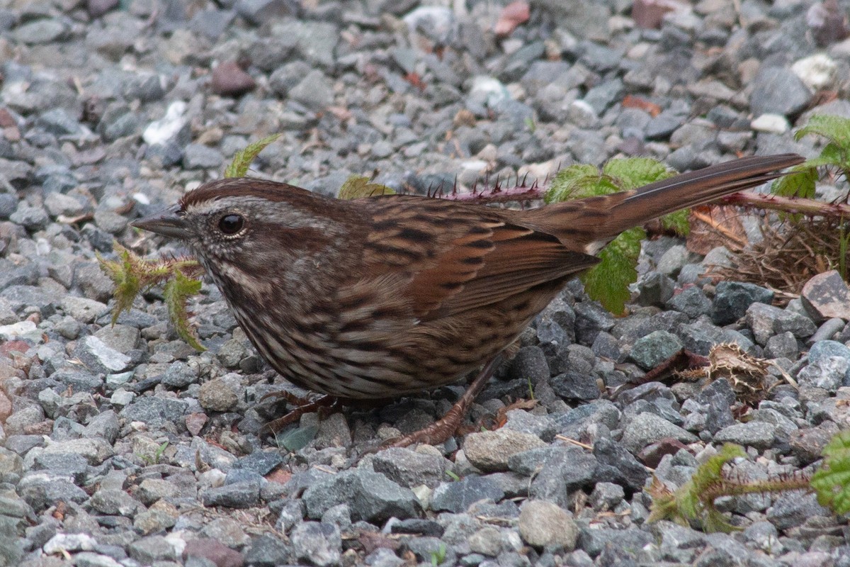 Song Sparrow - ML642933599