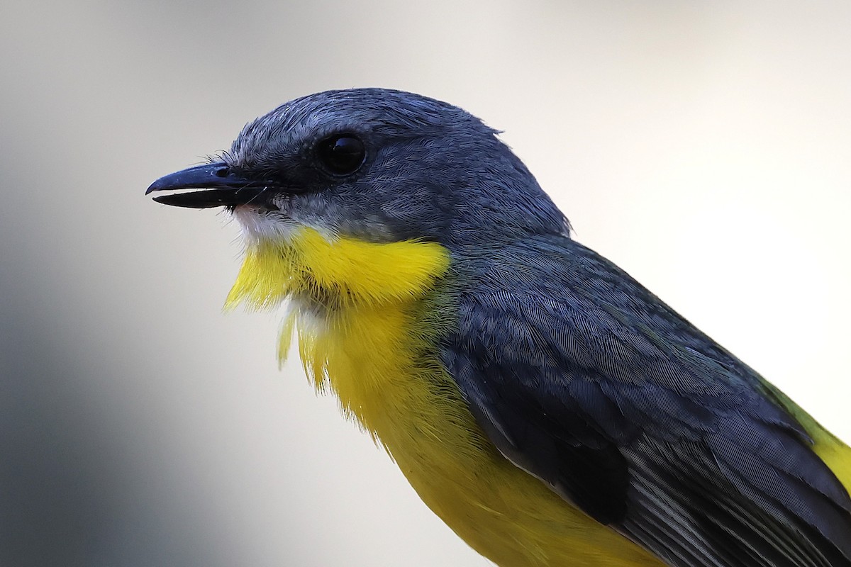 Eastern Yellow Robin - ML642933603