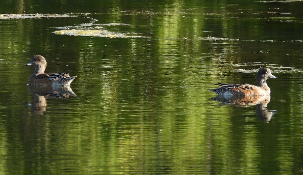 American Wigeon - ML642933604